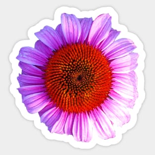 pink daisy outline Sticker